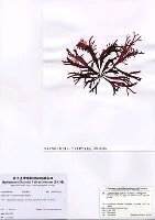 藏品(Grateloupia carnosa Yamada & Segawa)的圖片